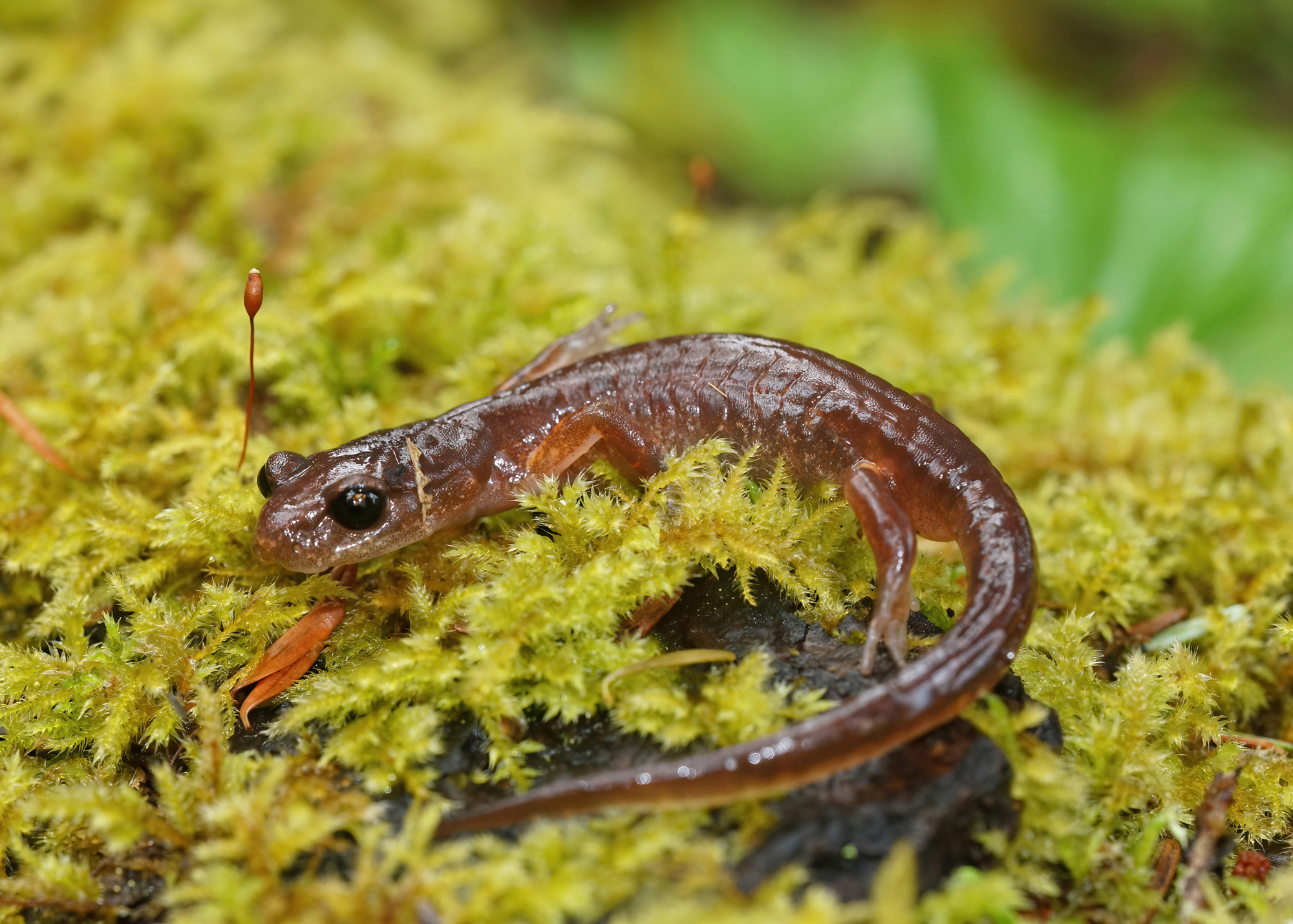 Clouded Salamander Clouded Salamander