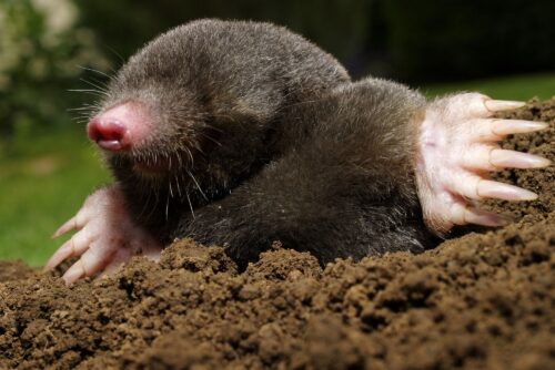 Coast Mole