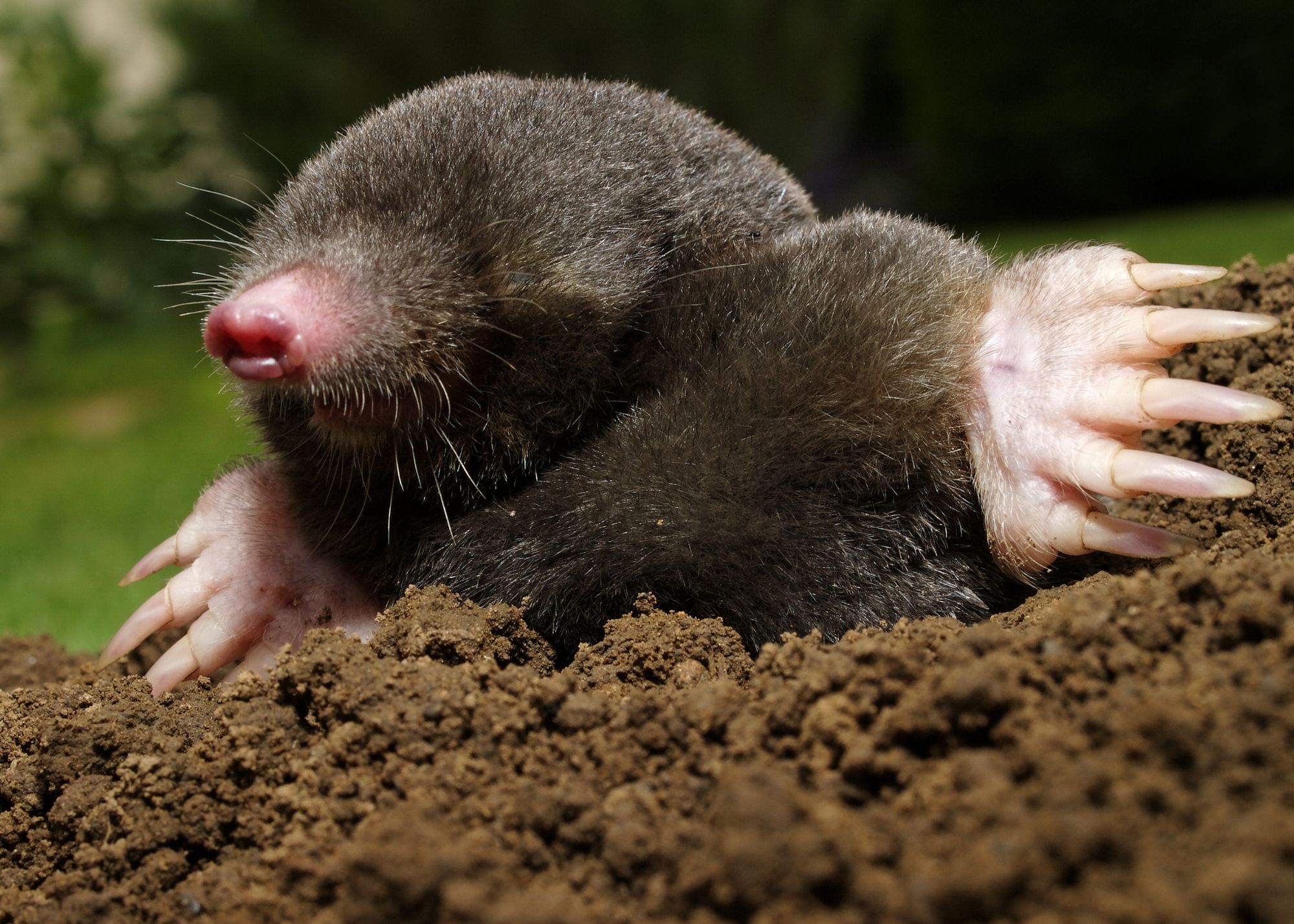 Coast Mole Coast Mole