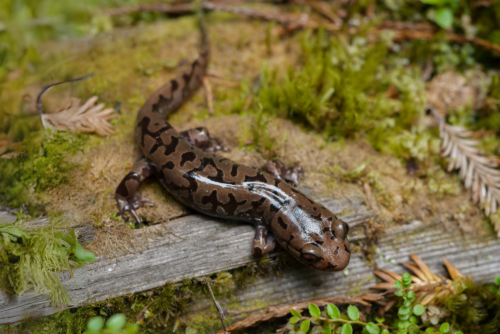 Coastal Giant Salamander Coastal Giant Salamander