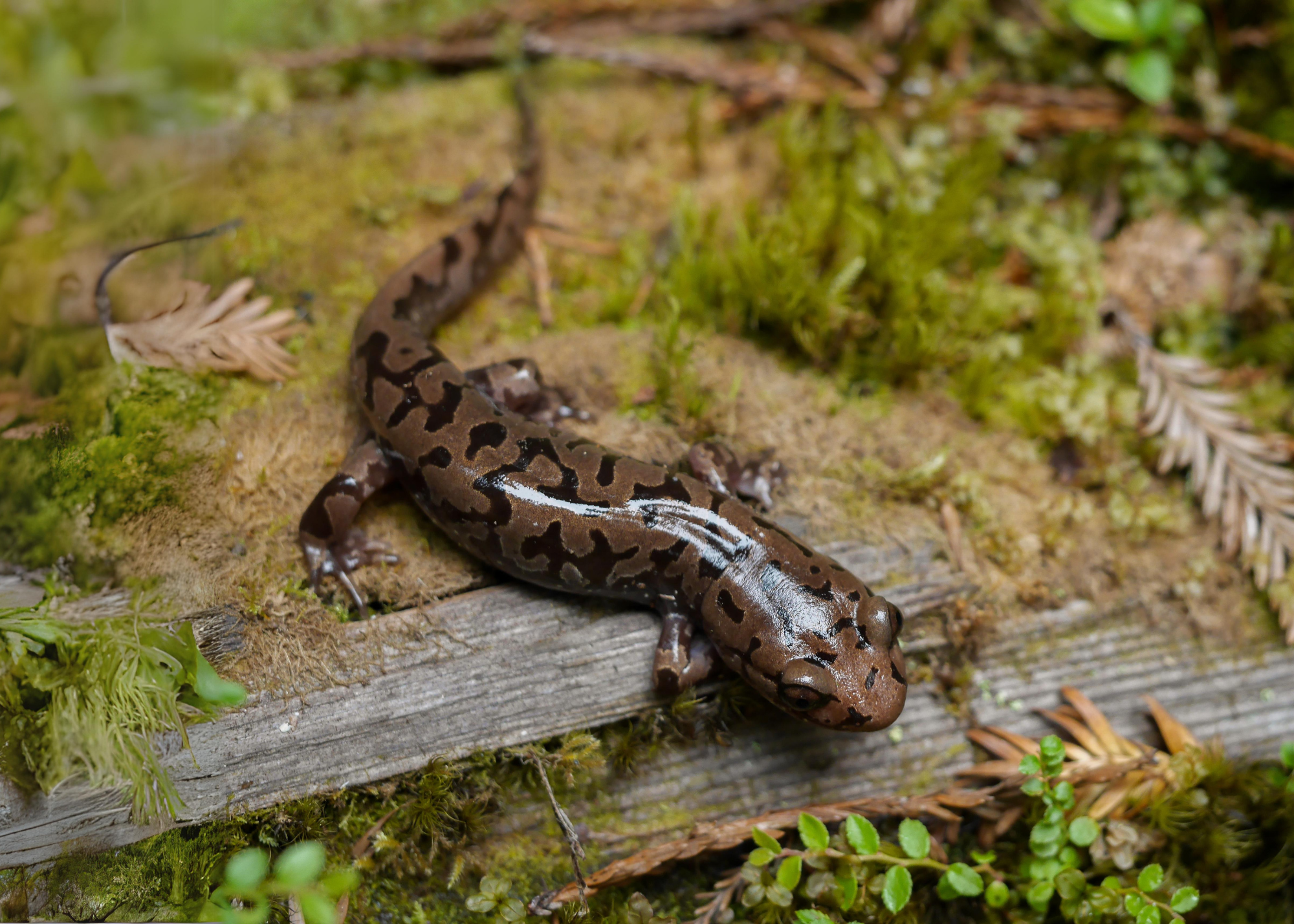 Coastal Giant Salamander