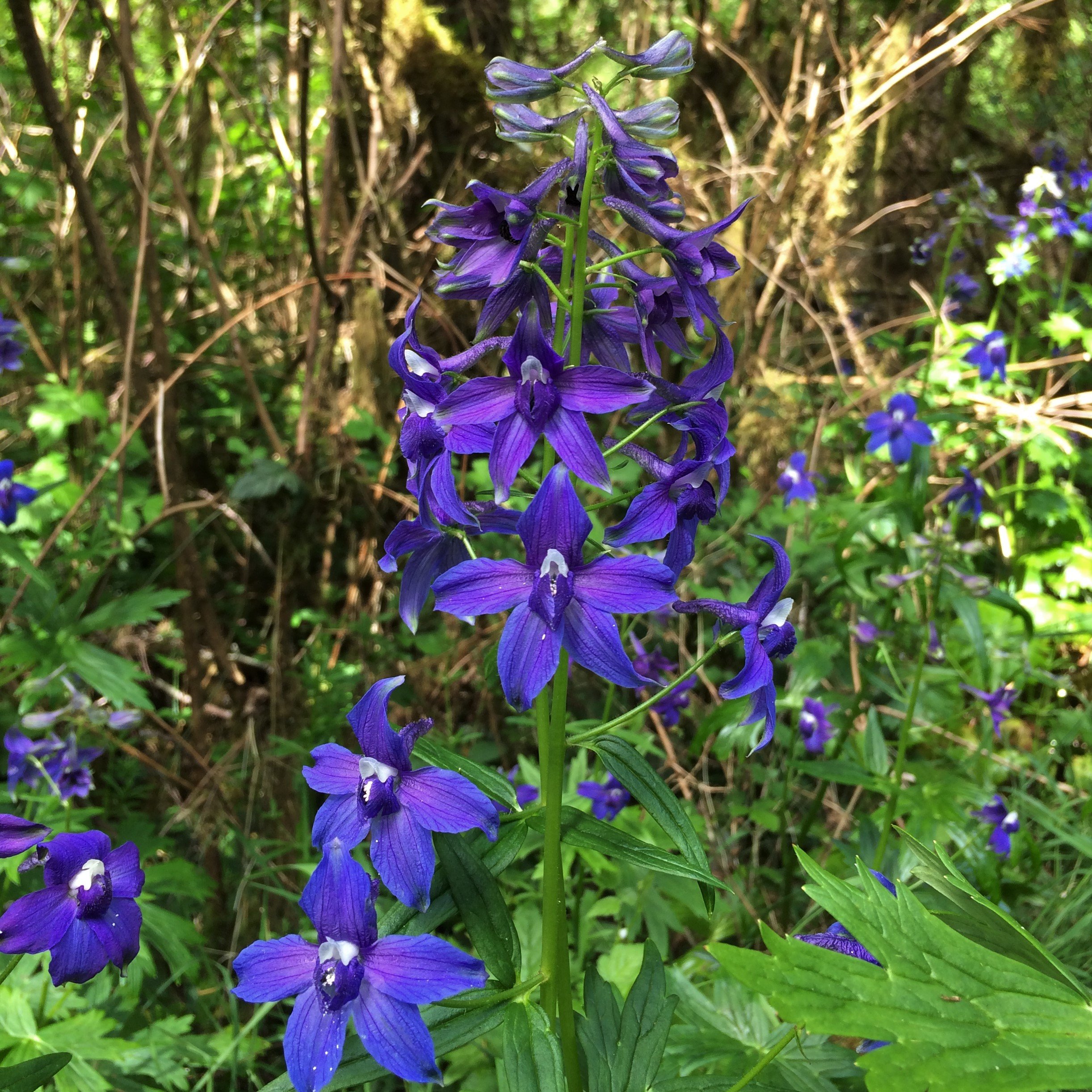 Delphinium