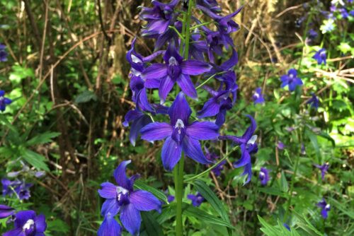 Columbia Larkspur