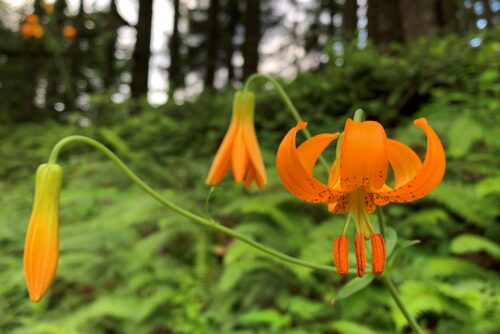 Columbia Lilly