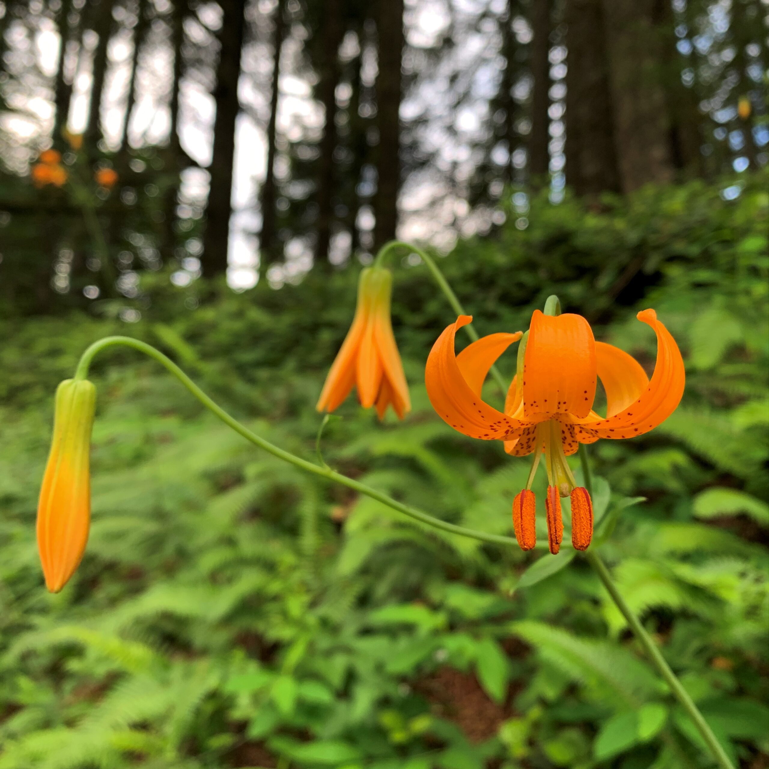 Columbia Lilly Columbia Lilly