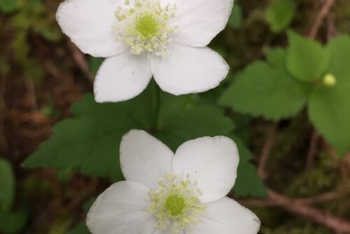 Columbia Windflower Columbia Windflower