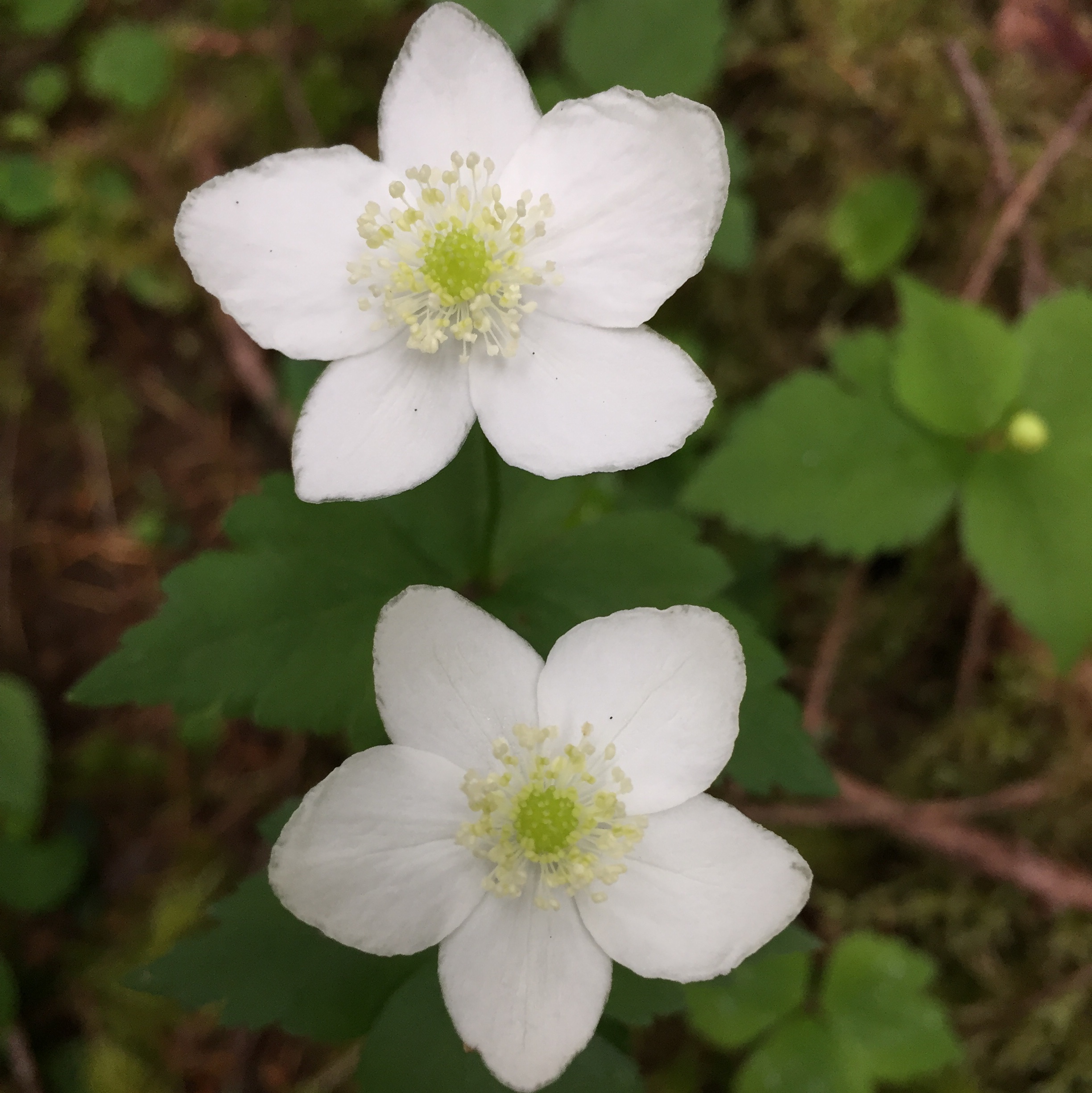 Columbia Windflower