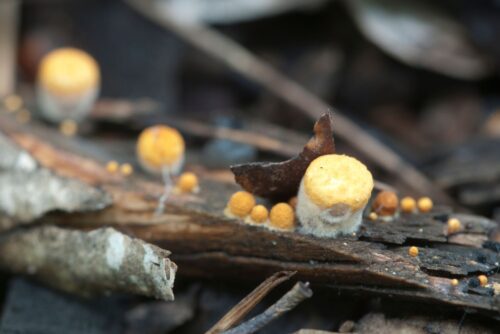 Common Bird's Nest