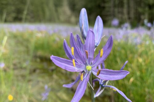 Common Camas Common Camas