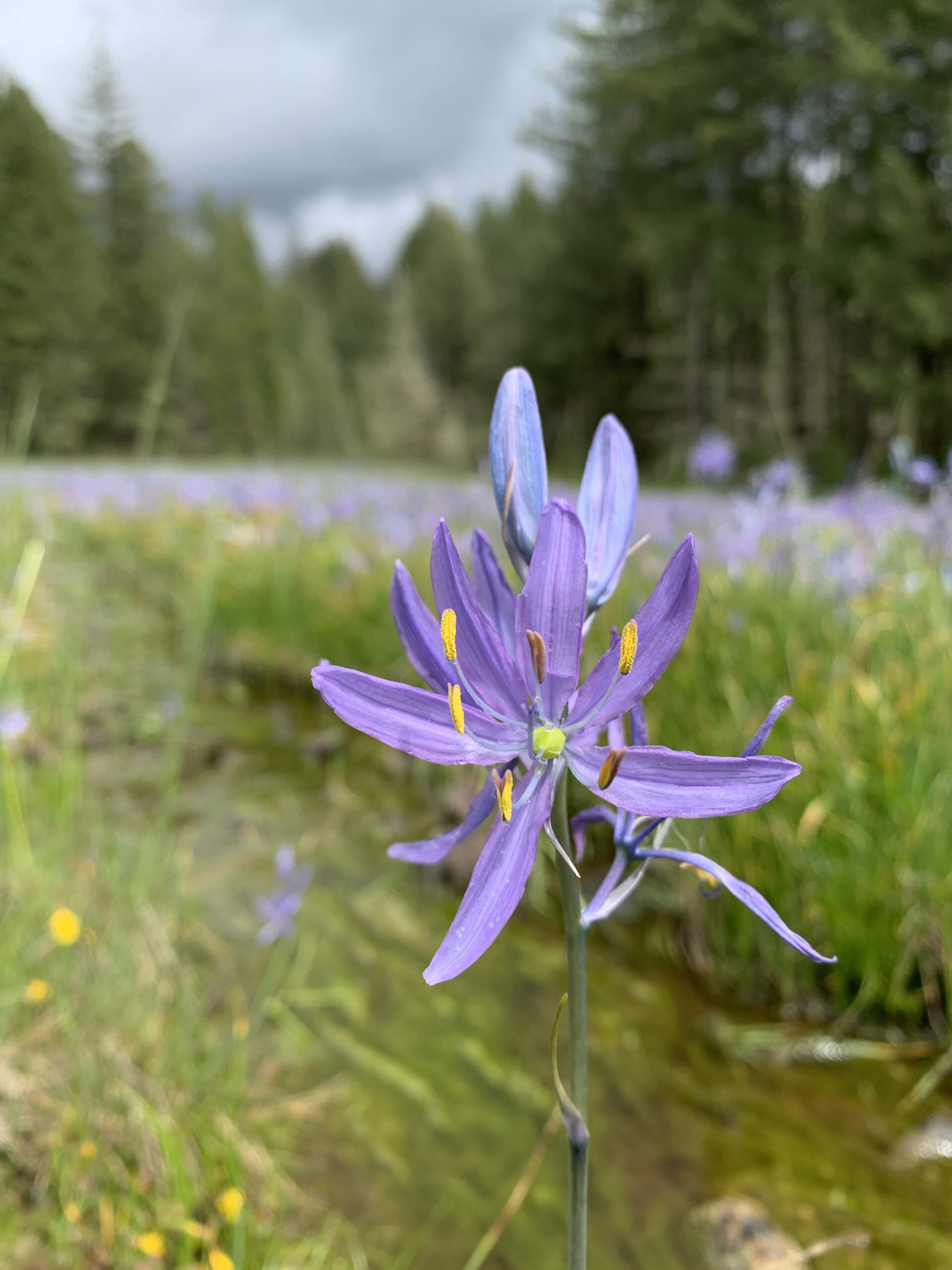 Common Camas