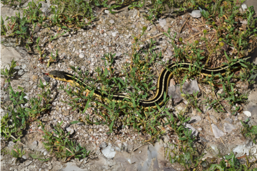 Common Garter Snake Common Garter Snake