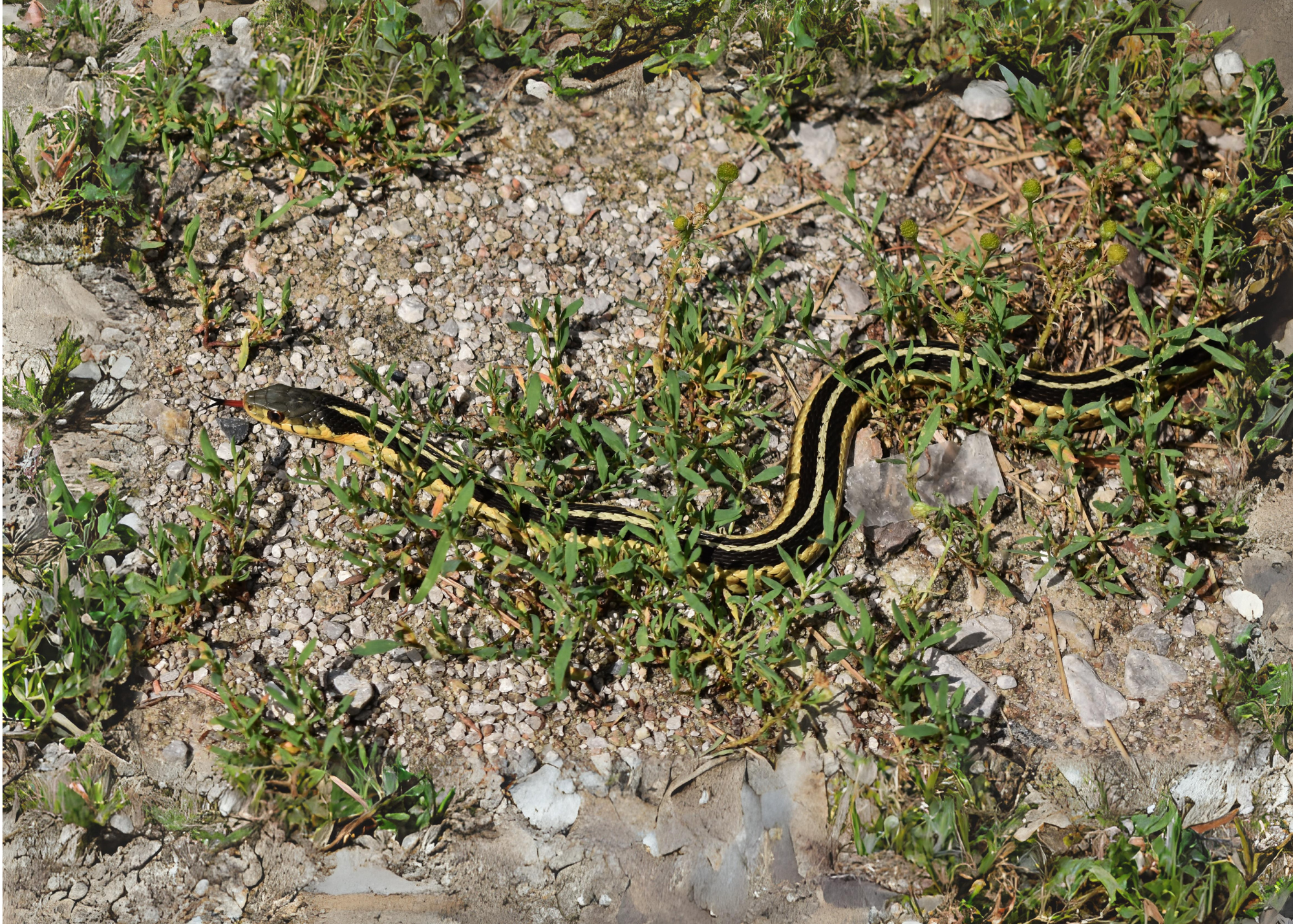 Common Garter Snake