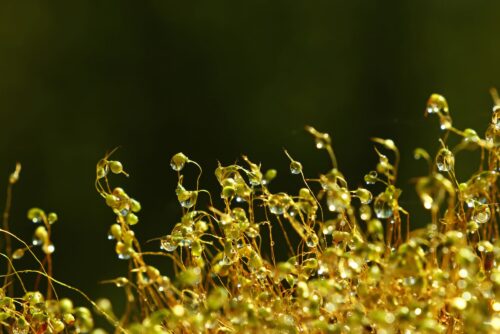Common Haircap Moss