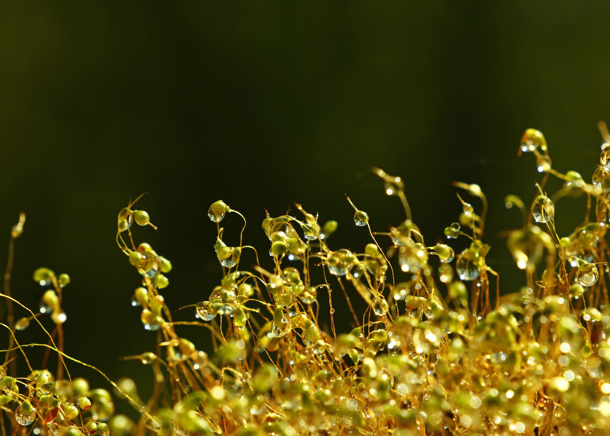 Common Haircap Moss