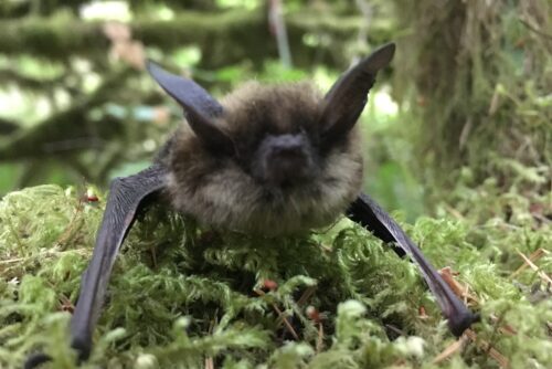 Common Hibernators of Silver Falls