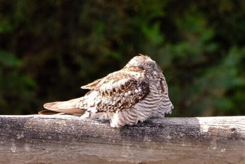Common Nighthawk