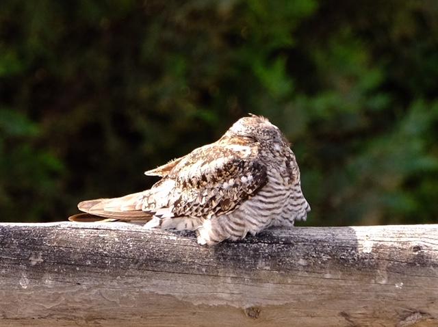 Common Nighthawk