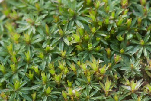 Common Smoothcap Moss