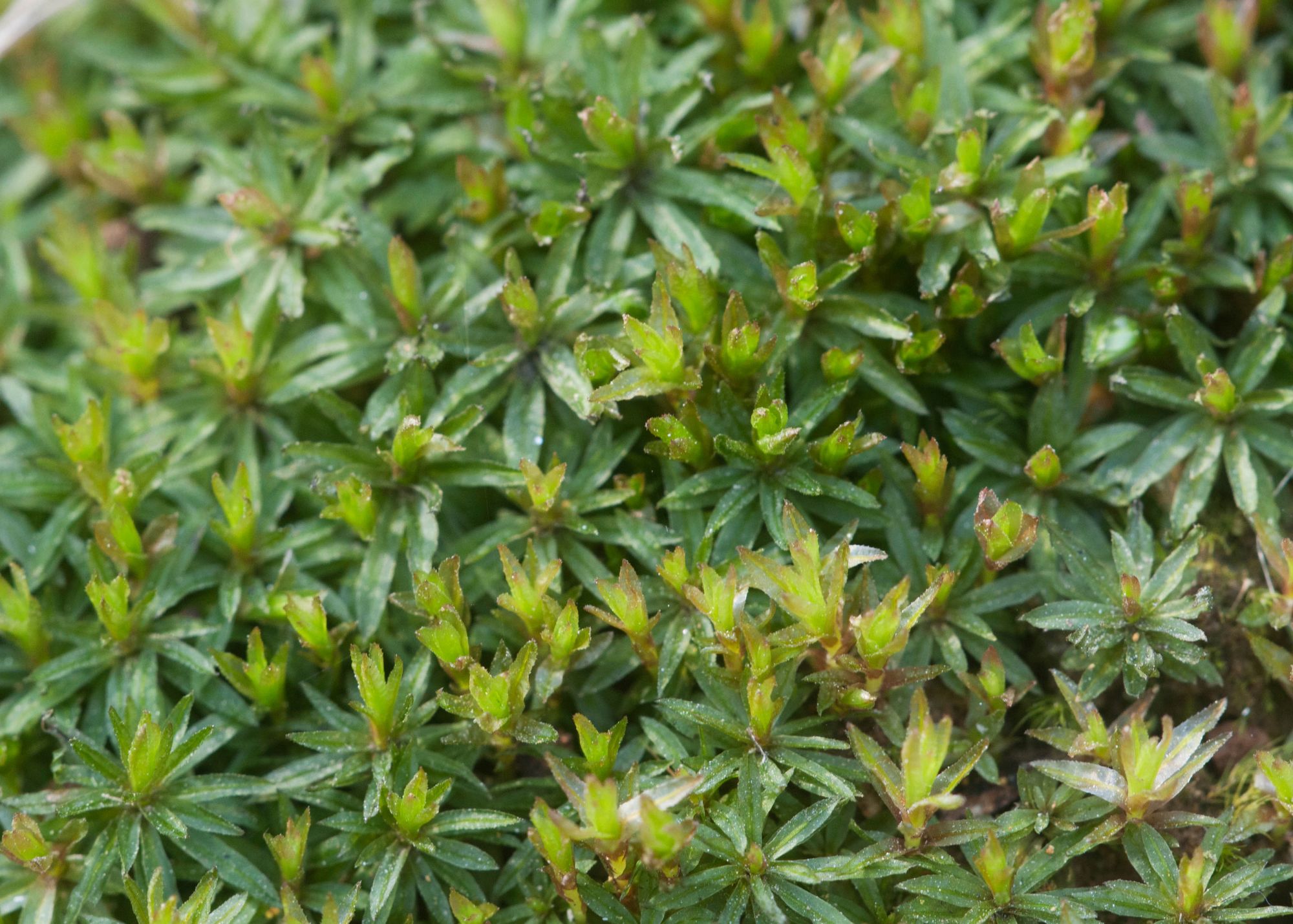 Common Smoothcap Moss