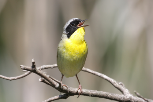 Common Yellowthroat