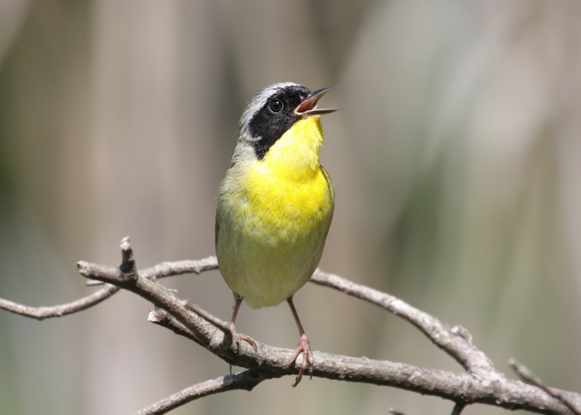 Common Yellowthroat