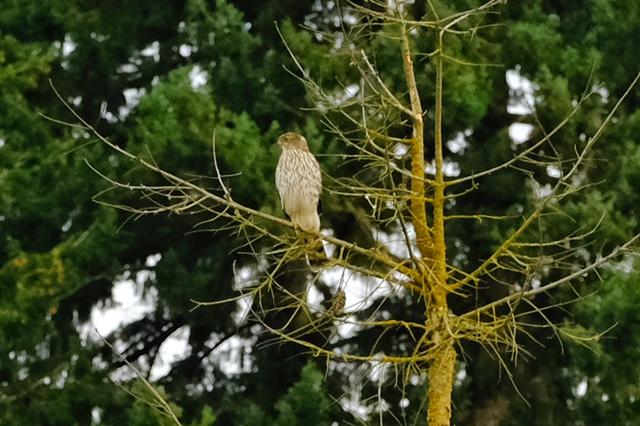 Cooper’s Hawk Cooper’s Hawk