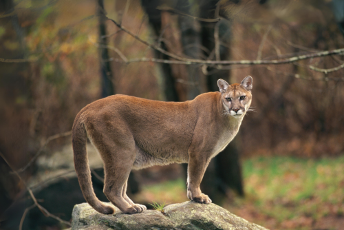 Cougar