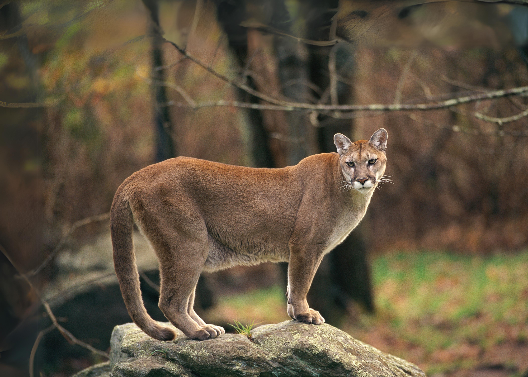 Cougar