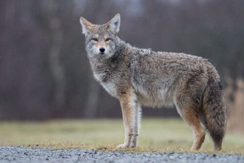 Coyote