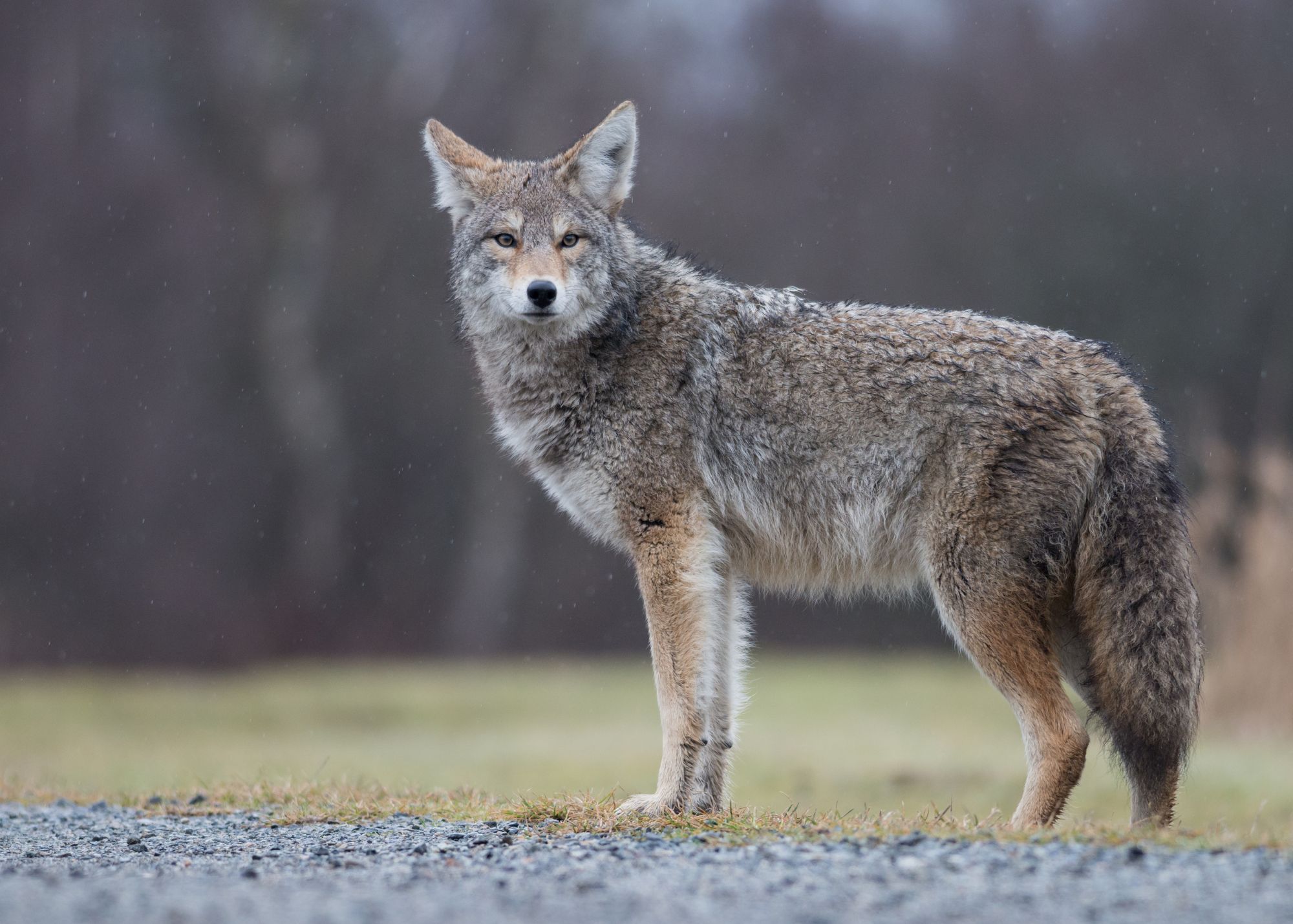 Coyote