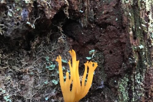 Crown Tipped Coral