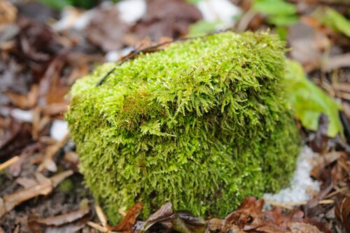 Cushion Moss
