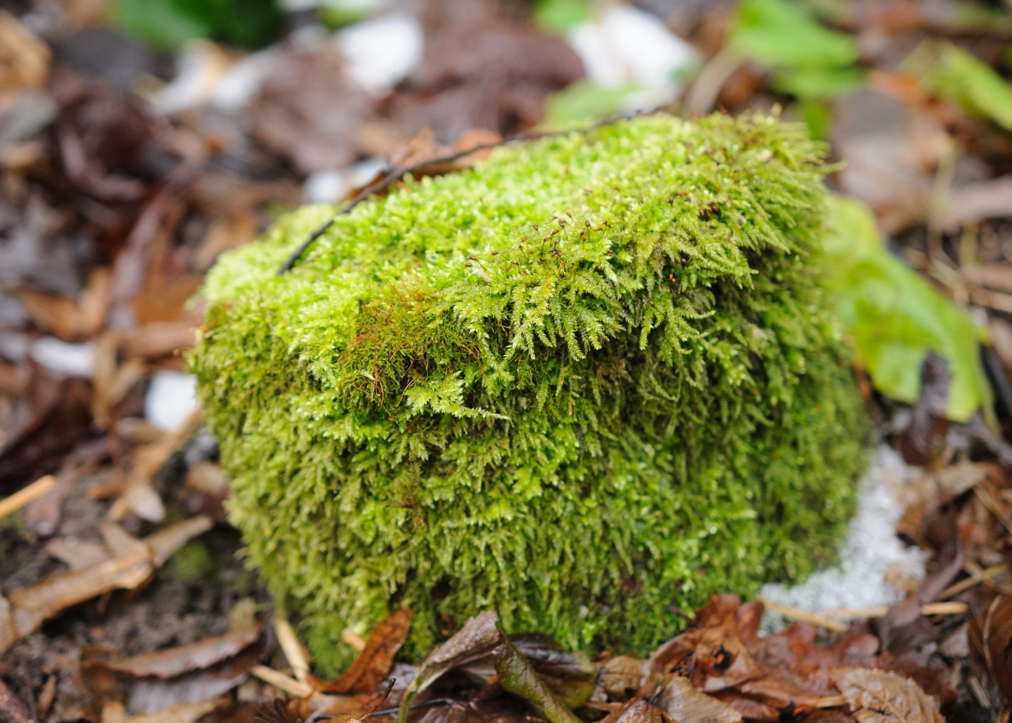 Cushion Moss