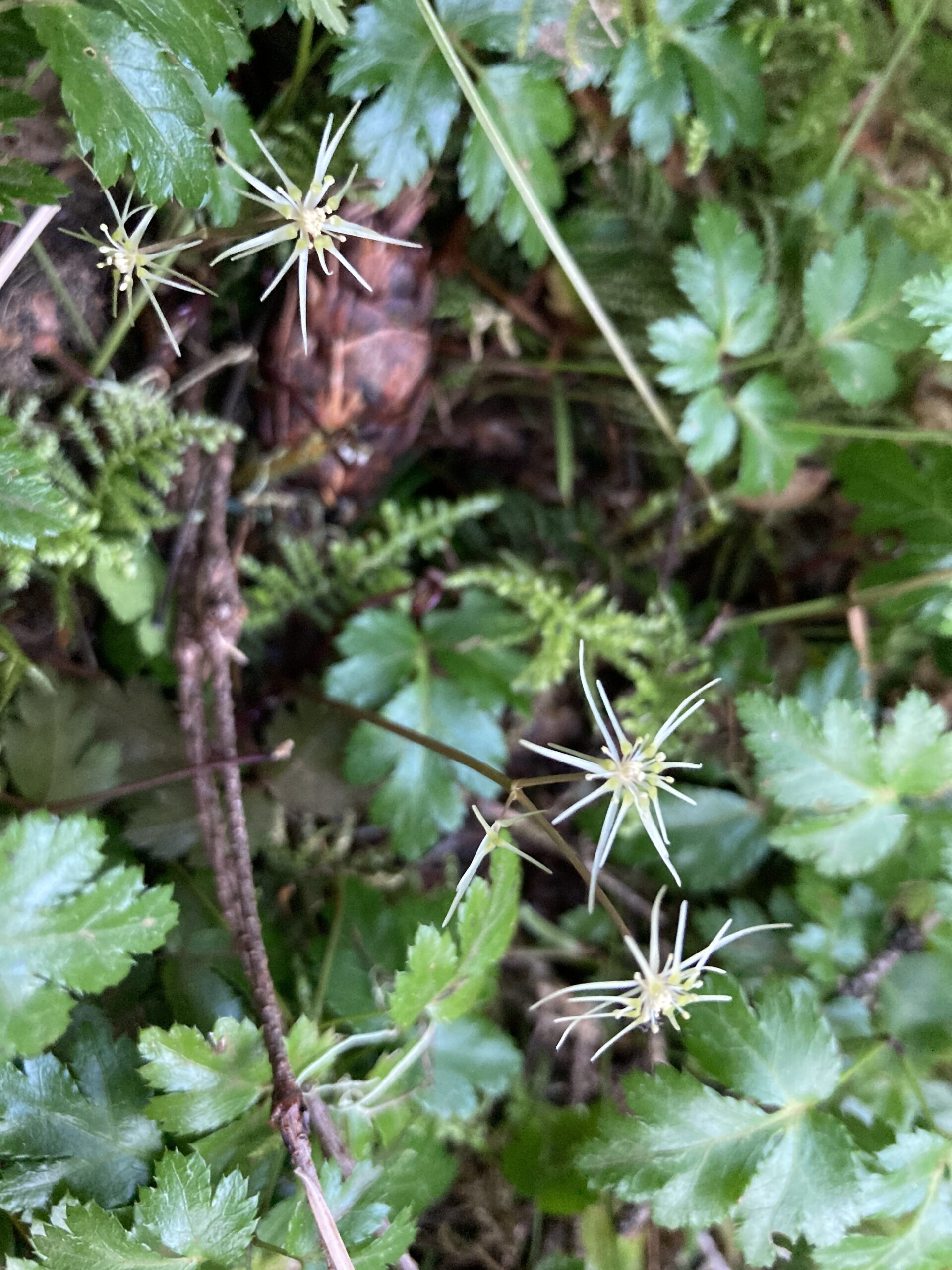 Cut-leaved Goldthread