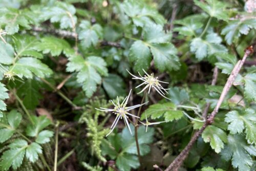 Cut-leaved Goldthread Cut-leaved Goldthread