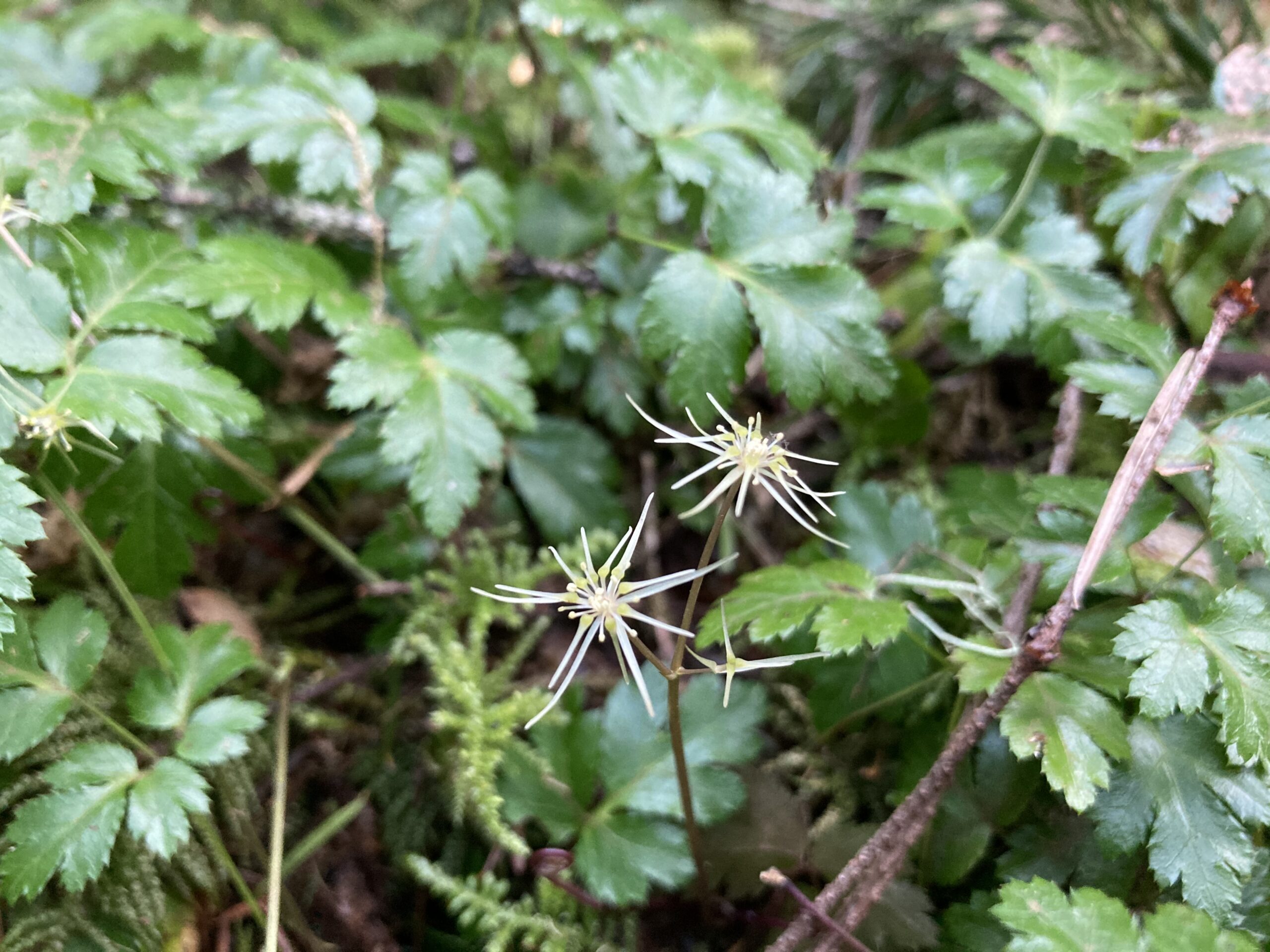 Cut-leaved Goldthread Cut-leaved Goldthread