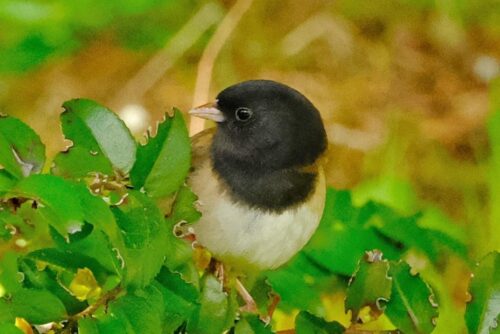 Dark-Eyed Junco
