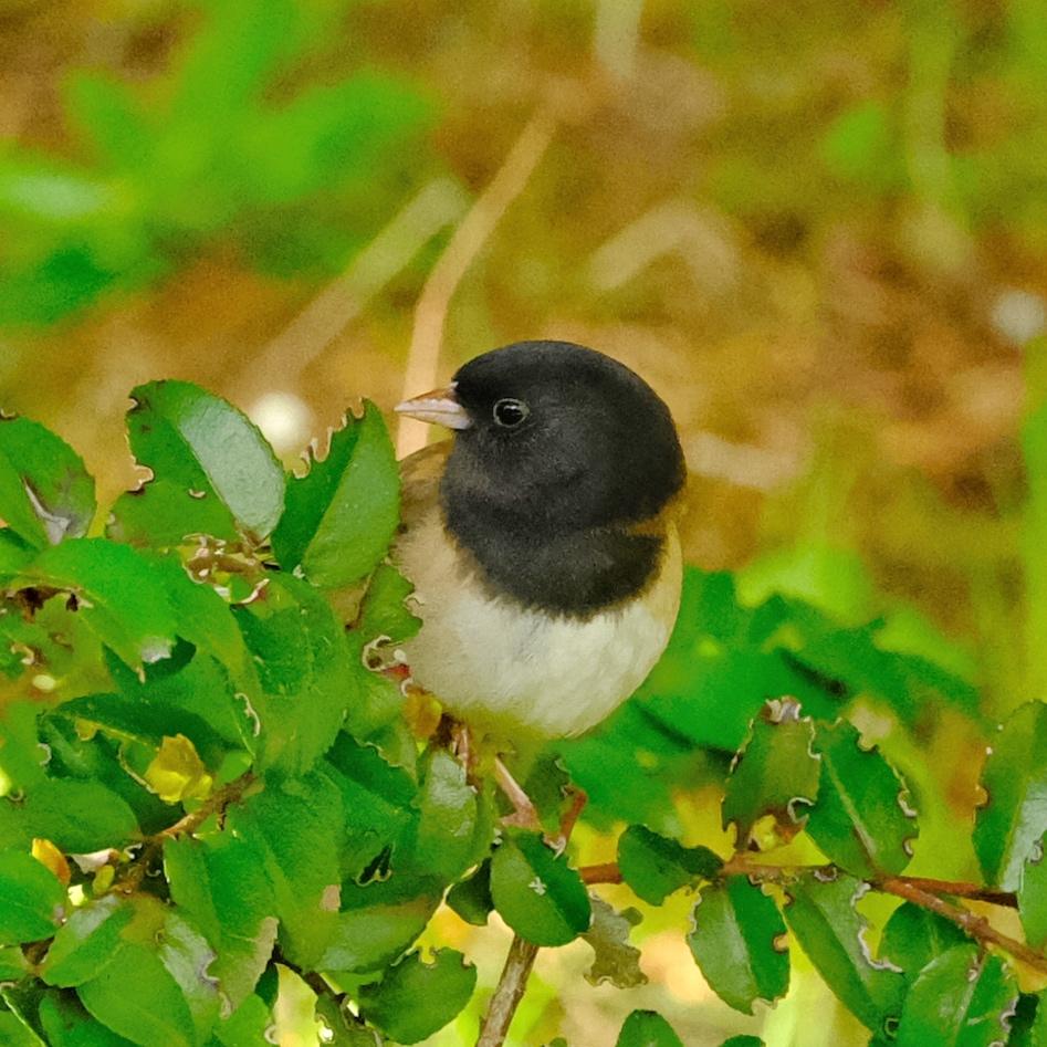Dark-Eyed Junco Dark-Eyed Junco