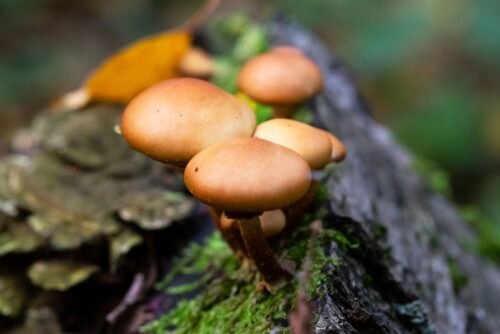 Deadly Galerina