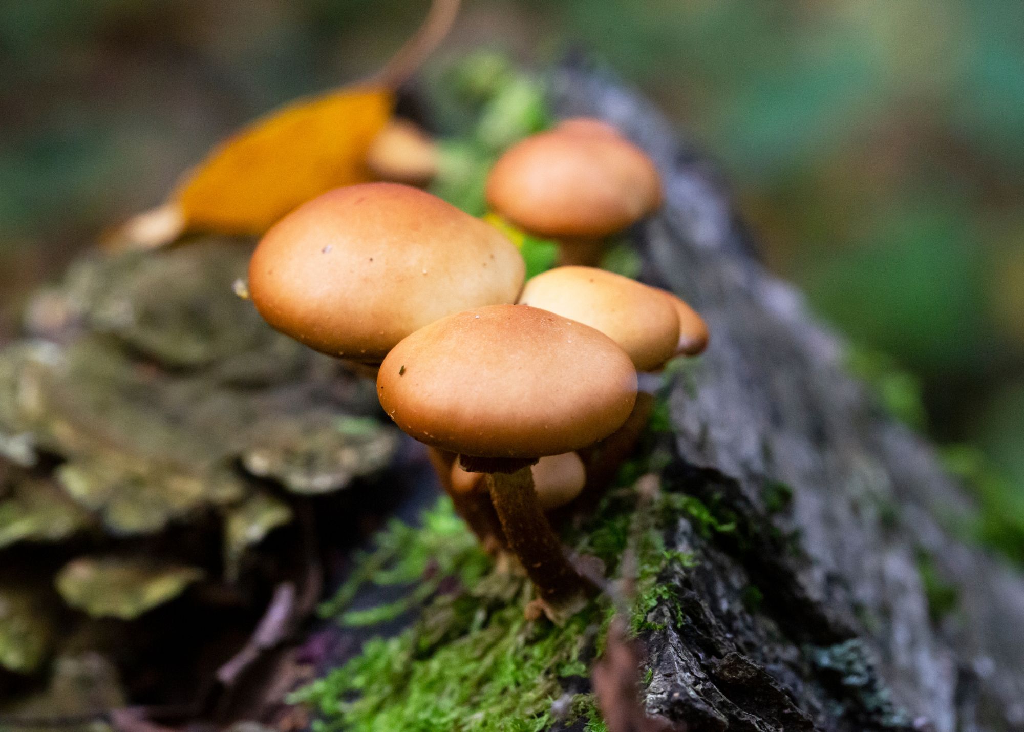 Deadly Galerina Deadly Galerina