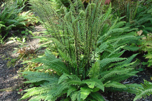 Deer Fern