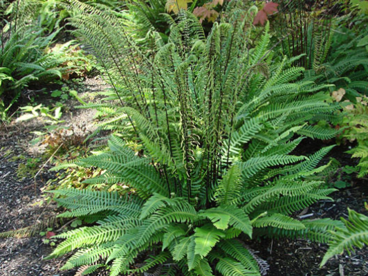 Deer Fern
