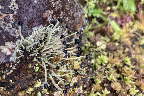 Devil's Matchstick Lichen