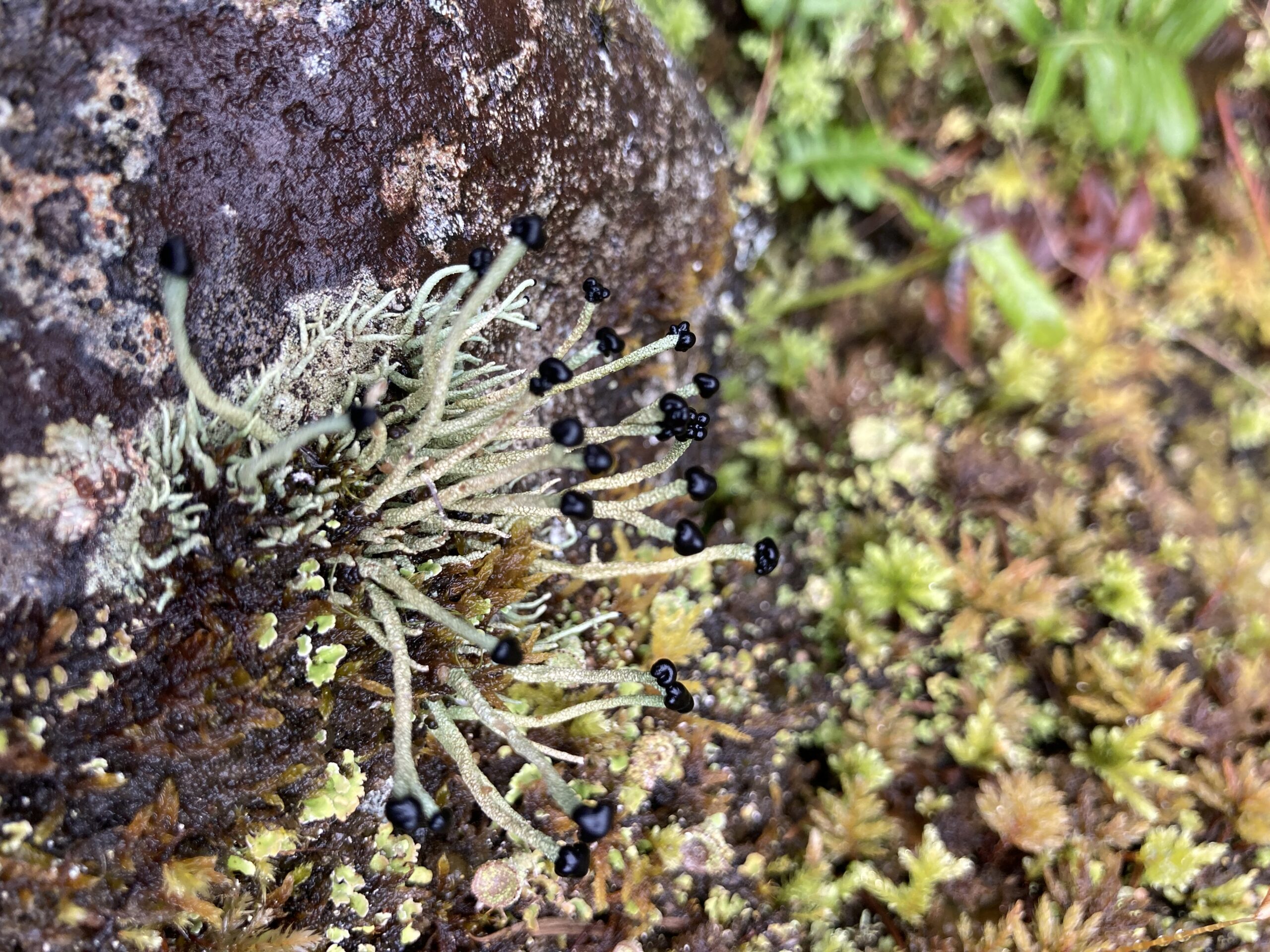 Devil’s Matchstick Lichen