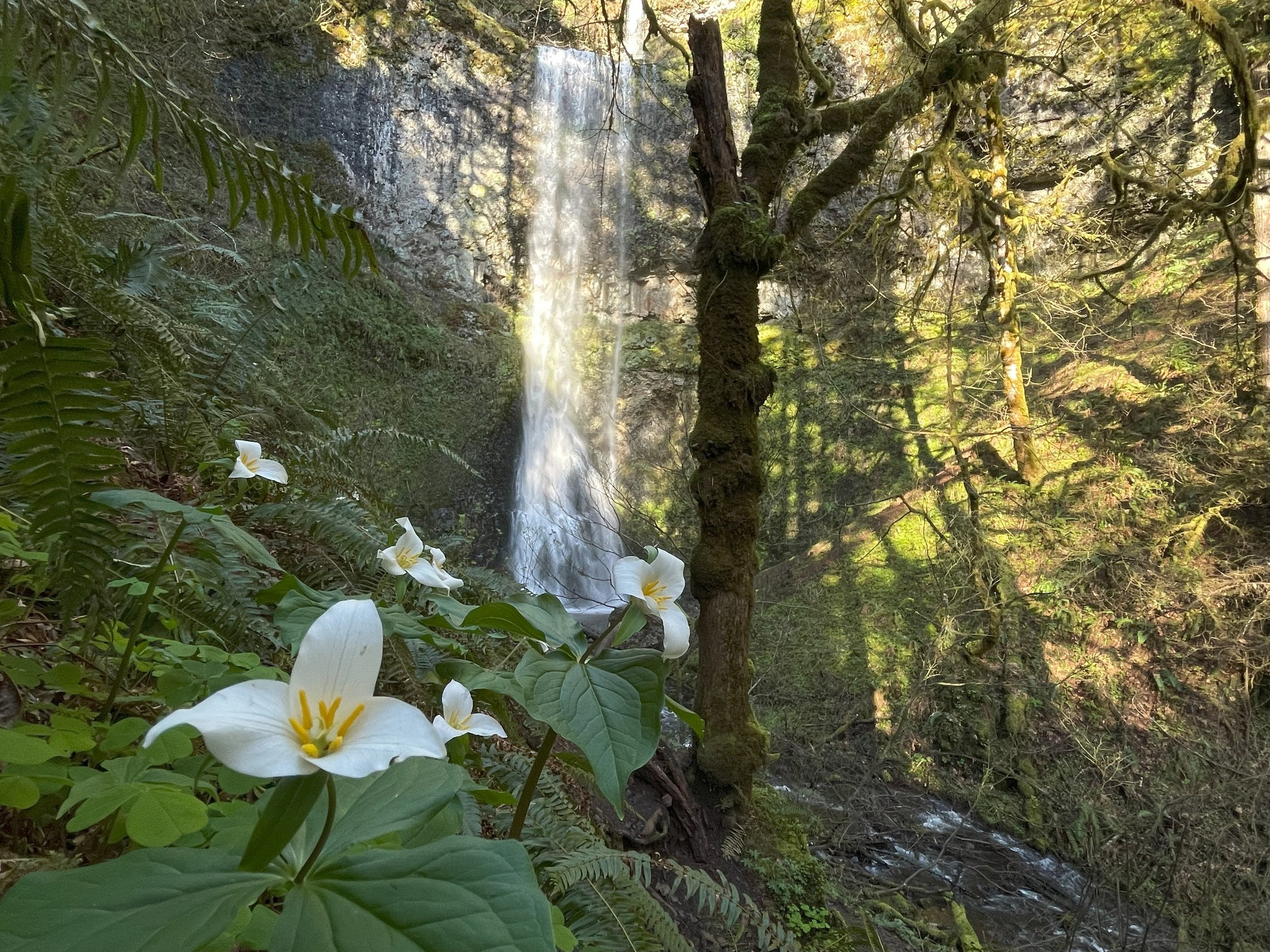 Spring Double Falls