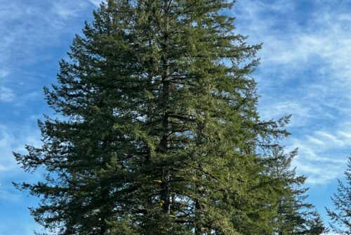 Douglas-Fir