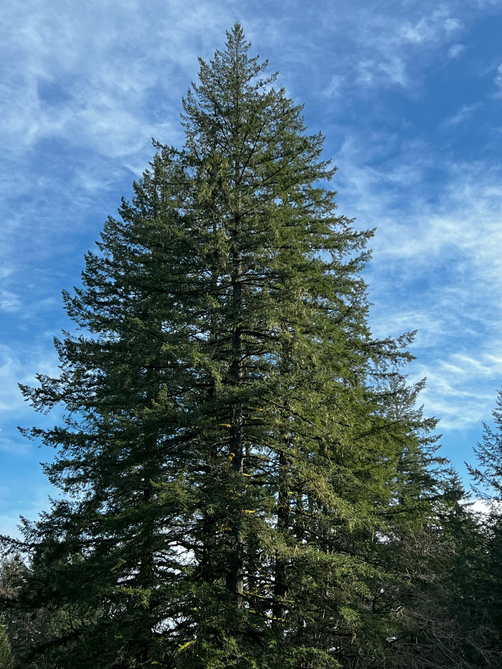 Douglas-Fir Douglas-Fir