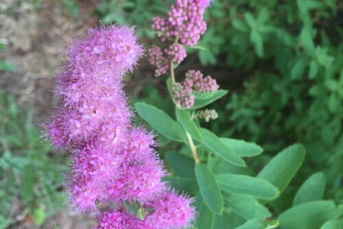 Douglas Spiraea Douglas Spiraea