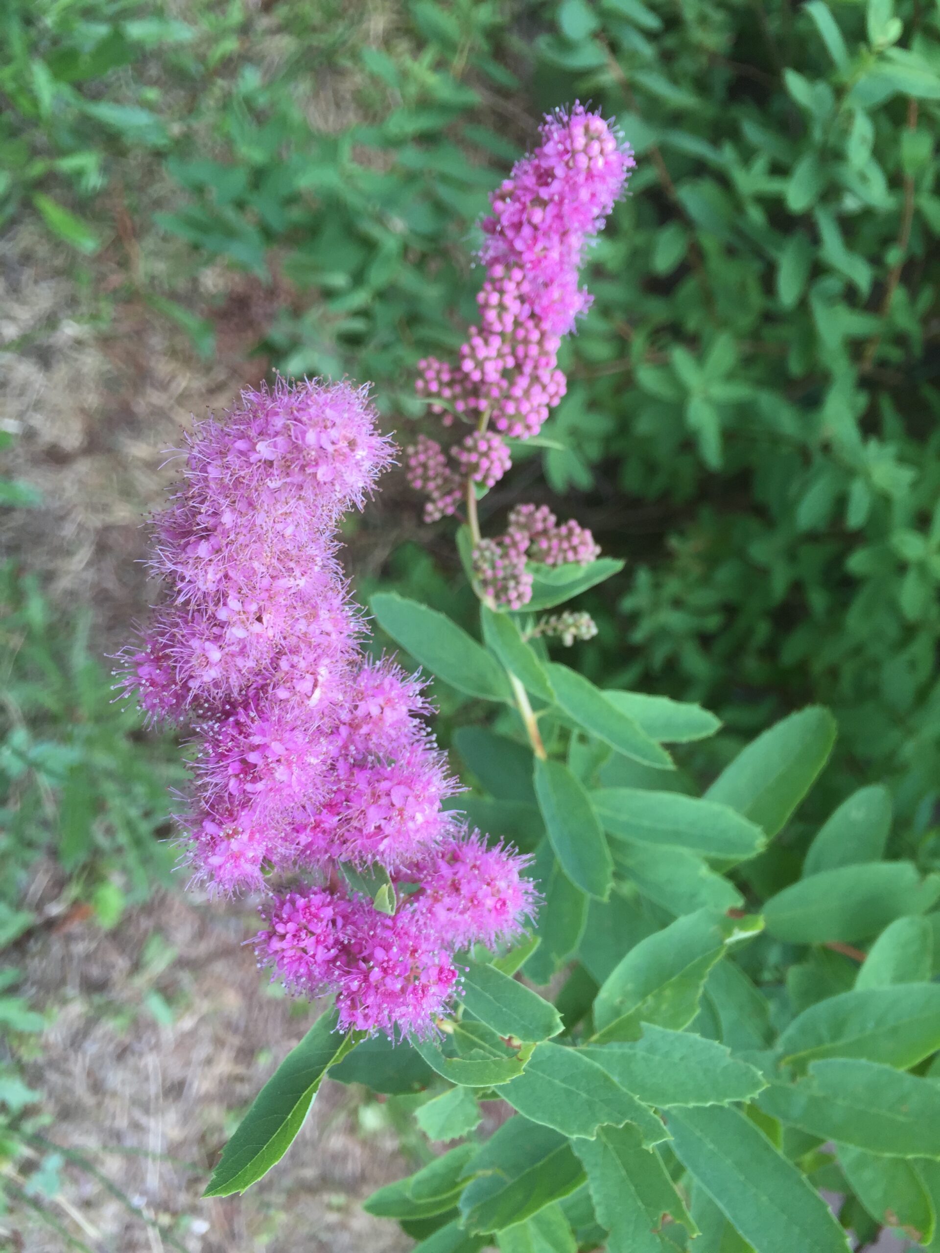 Douglas Spiraea