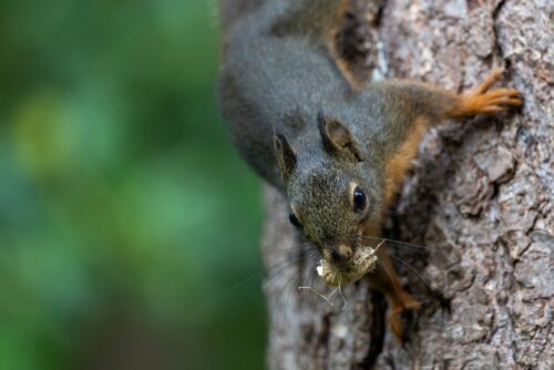 Douglas Squirrel